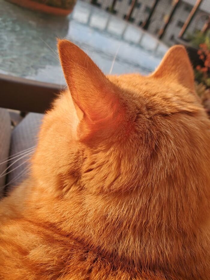 Golden Orange Cat