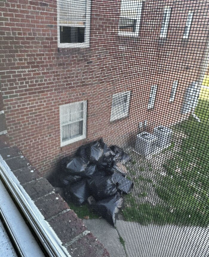 Neighbor Threw All This Trash Out Her Window And Keeps Throwing More. Today's Friday, And Management Won't Be Available Until Monday