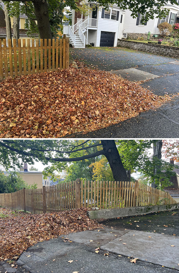 How My Neighbor’s Landscapers Cleared The Leaves From Her Property (Bottom). My Property (Top) Starts At The Fence Line