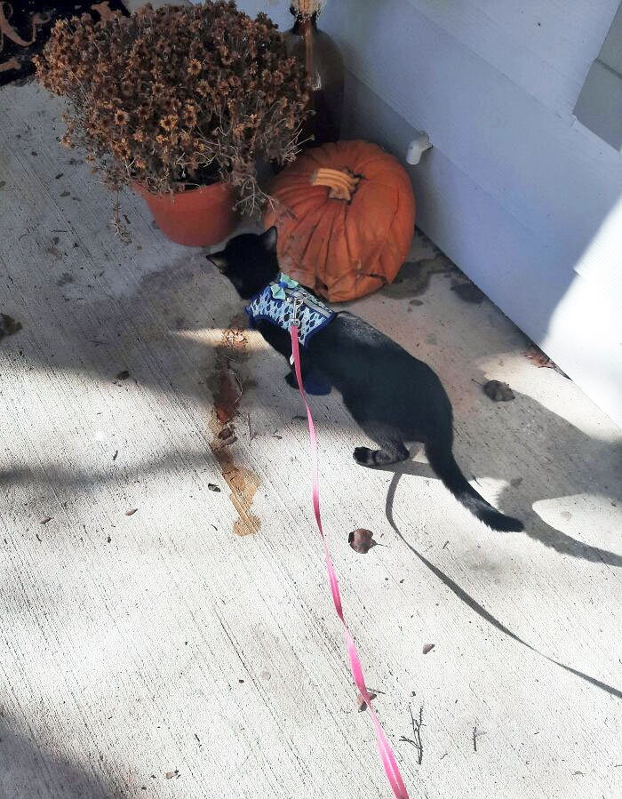 Neighbor Has Left This Decaying Pumpkin Out For A Month Now