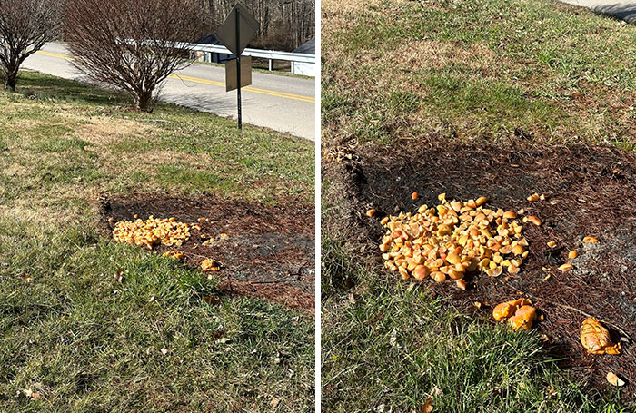 Neighbors Are Still Throwing Food In My Yard