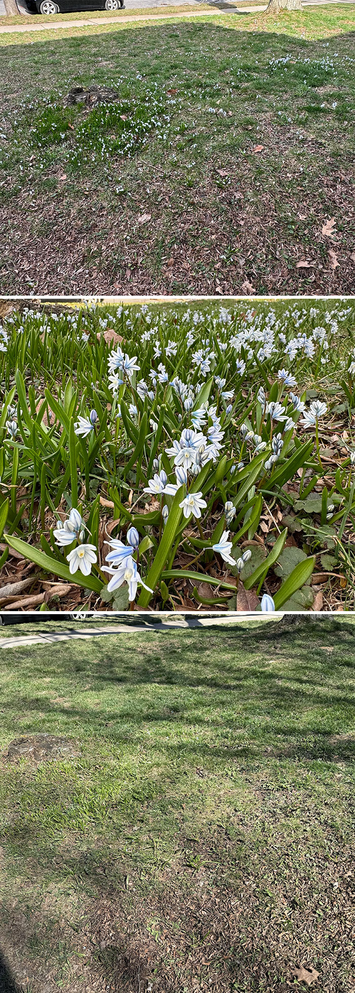 My Landlord Destroyed All My Yard Flowers