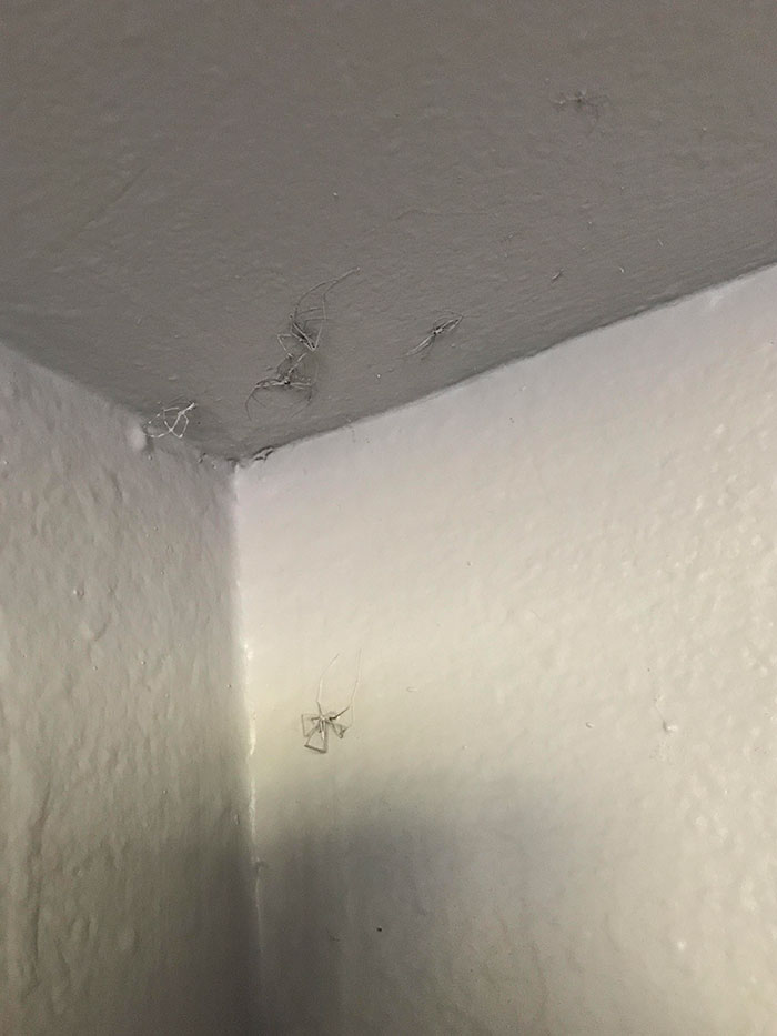 How My Landlord Handled A Nest Of Spiders In The Closet Of The Apartment I Used To Rent