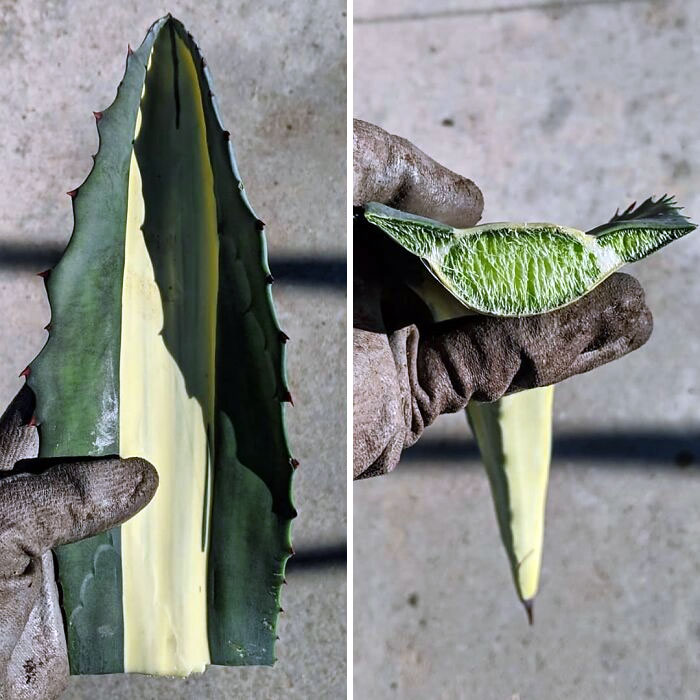 Cross-Section Of Agave Americana Mediopicta Alba