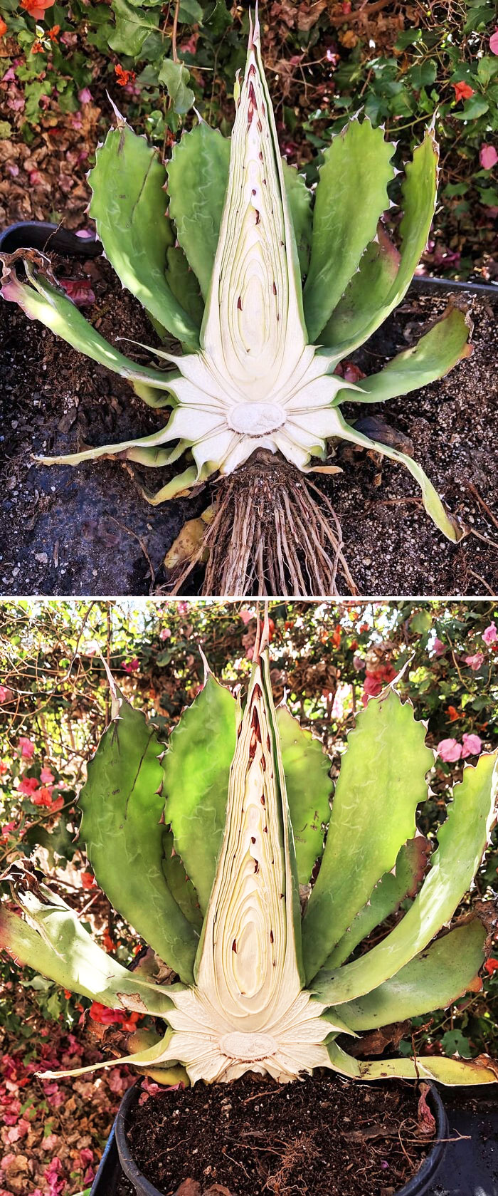 My Sliced Agave Cupreata Experiment. Here's The Full Plant Exposed And Then Transplanted Into A Pot After A Few Days Of Drying Out