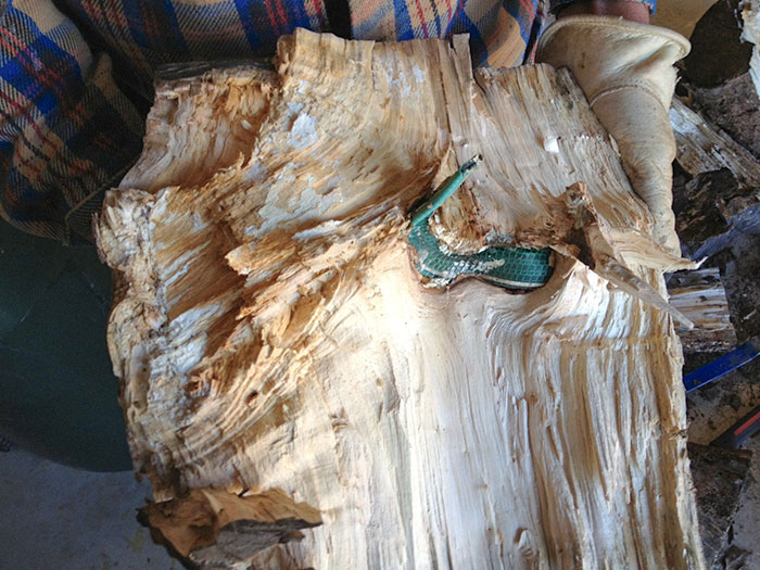 There Was A Piece Of Hose Inside This Log I Split