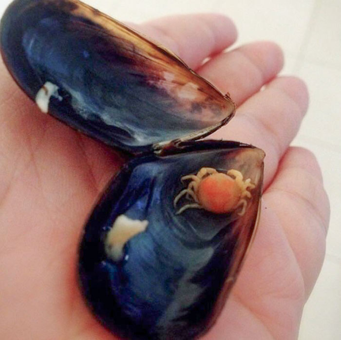 Mini Crab Found Inside Of Mussel Shell