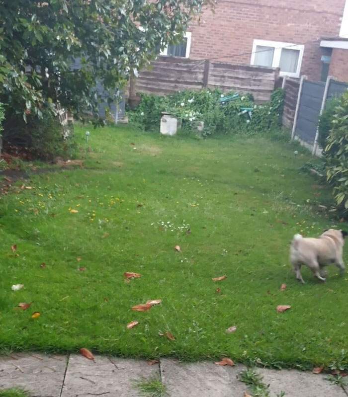 My Dog Made A Perfect Circle In The Grass From All The Years He's Been Running Around