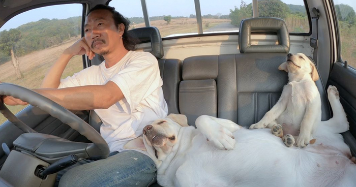 Man Shares Hilariously Cute Photos Of Driving With And Being Driven By His Adorable Dogs