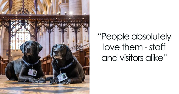 Two Labradors Become Official Church Staff Responsible For Greeting Parishioners With Cuddles