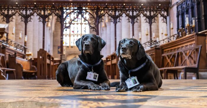 These Two Labradors Assist The Staff At 900-Year-Old Tewkesbury Abbey In Gloucestershire, England