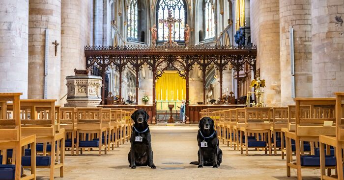 These Dogs Were Allowed To Come In Temporarily, But Ended Up Staying As Staff At Tewkesbury Abbey