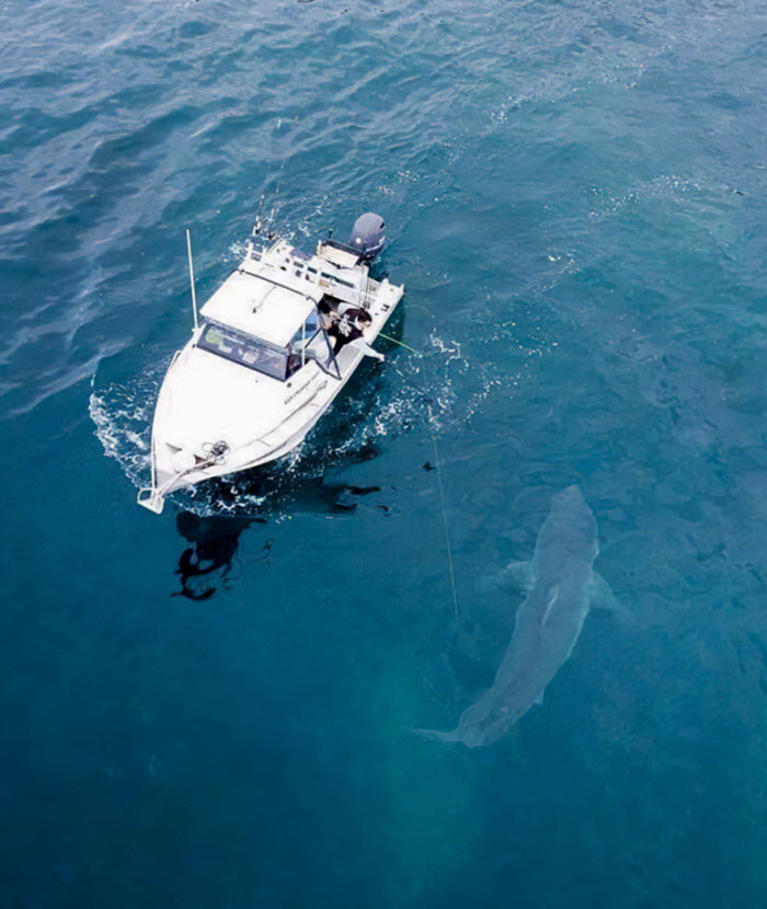 A Huge Great White Swimming Alongside A Fishing Boat