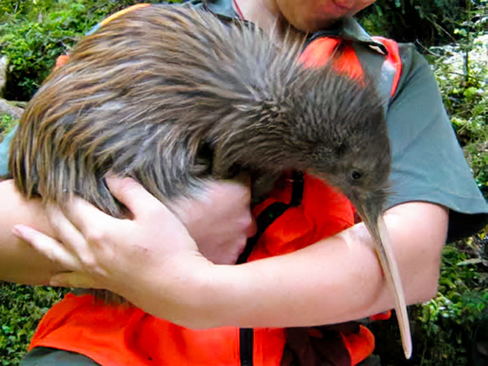 Kiwis Are Way Bigger Than I Thought