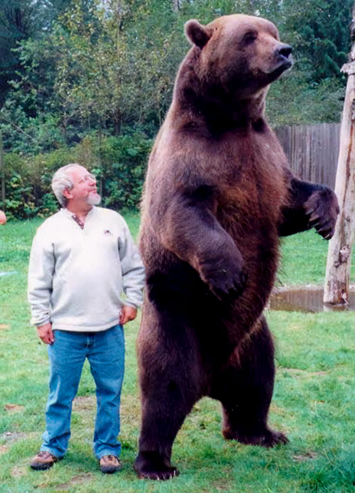 We Can Sometimes Forget How Huge Bears Really Are