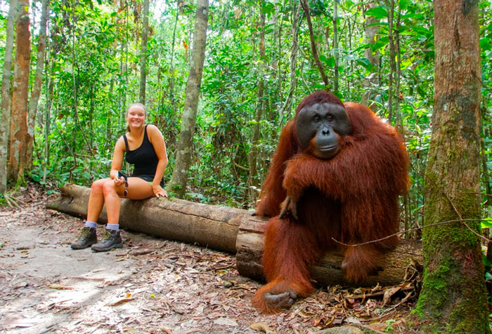 Size Of An Orangutan