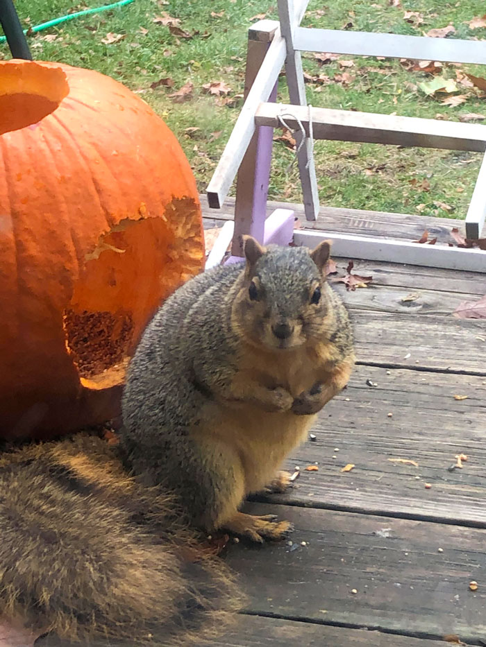 Sadie The Squirrel Has Eaten 3 Jack-O'-Lanterns So Far