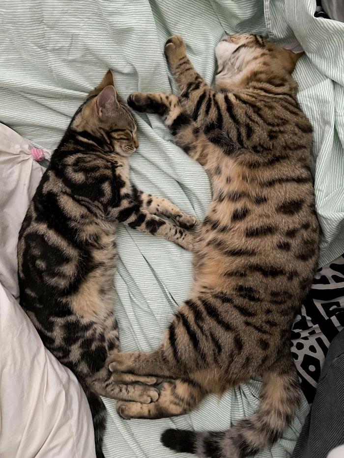 Unit Of An 8-Week-Old Kitten. They're From The Same Litter