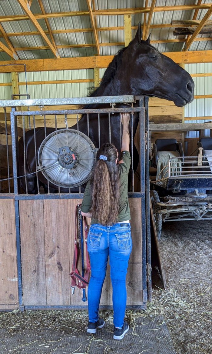 In Case You Haven't Seen One, This Is A Percheron! 5'5" Human For Scale