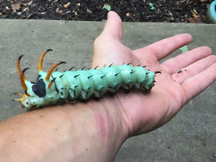 Hickory Horned Devil Is The Largest Caterpillar In The World, Native To The Eastern US. Can Grow Up To 6 Inches Long And Is Completely Harmless, Except Visually Terrifying