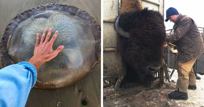 85 Animals That Got So Big, It’s Intimidating (New Pics)