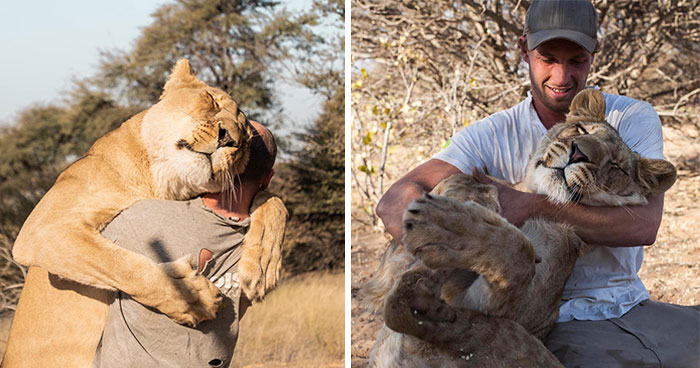 A Beautiful Friendship Between This Caregiver And Lioness That Started 13 Years Ago