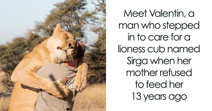 Lioness Expresses Love After Years Of Devotion From Her Longtime Caregiver