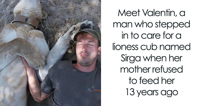 This Lioness Repays Her Caregiver Of 13 Years With Hugs And Cuddles