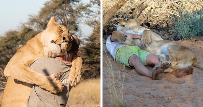 After 13 Years Together, Lioness Shares Affectionate Moments With Her Caregiver