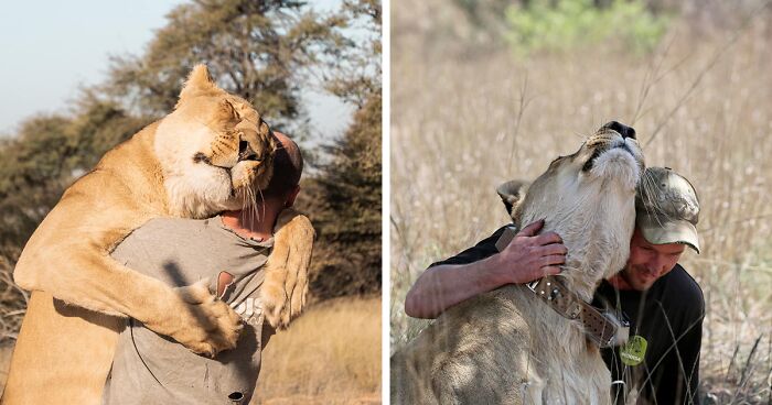 A Beautiful Friendship Between This Caregiver And Lioness That Started 13 Years Ago