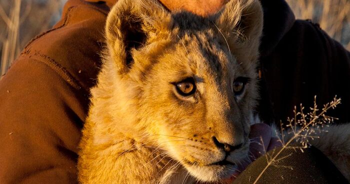 Unique Bond Formed Between A Lioness And Her Caregiver Continues To Grow