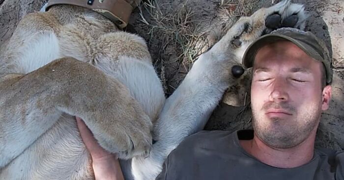 Caregiver And Lioness Forge A 13-Year Friendship Filled With Love And Cuddles