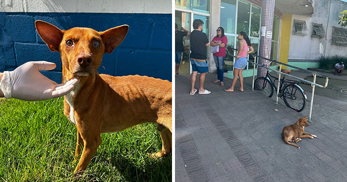 This Loyal Dog Spent 9 Days By The Hospital, Hoping For A Reunion With His Owner