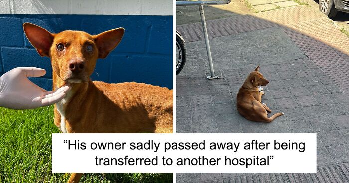 This Loyal Dog Spent 9 Days By The Hospital, Hoping For A Reunion With His Owner