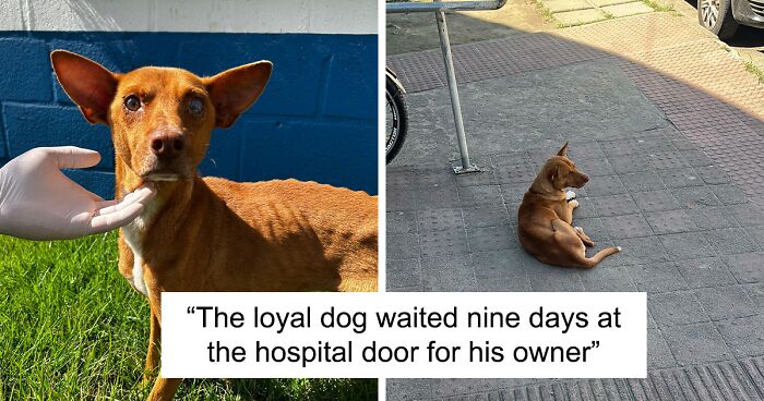 This Loyal Dog Spent 9 Days By The Hospital, Hoping For A Reunion With His Owner