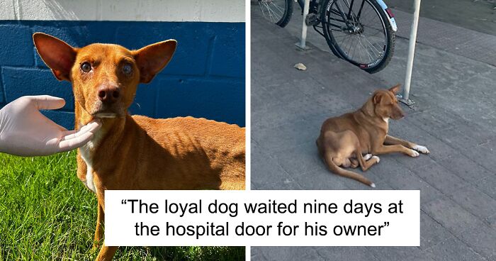 This Dog Went Viral In Brazil After He Waited 9 Days When His Owner Was In The ICU