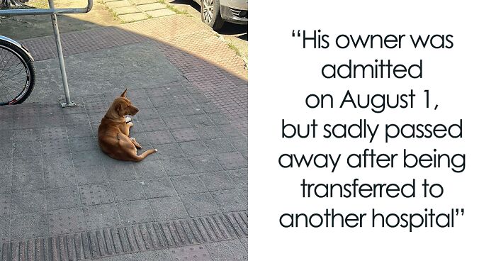 This Faithful Dog Spent 9 Days Outside The Hospital, Longing For A Reunion With His Owner