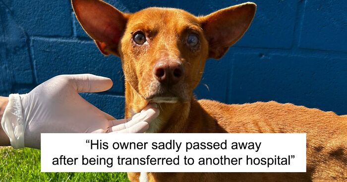 This Devoted Dog Waited For His Owner Committed To The ICU For 9 Days