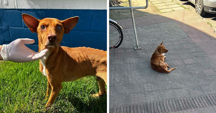 This Dedicated Dog Spent 9 Days Outside The Hospital, Hoping To See His Owner Again