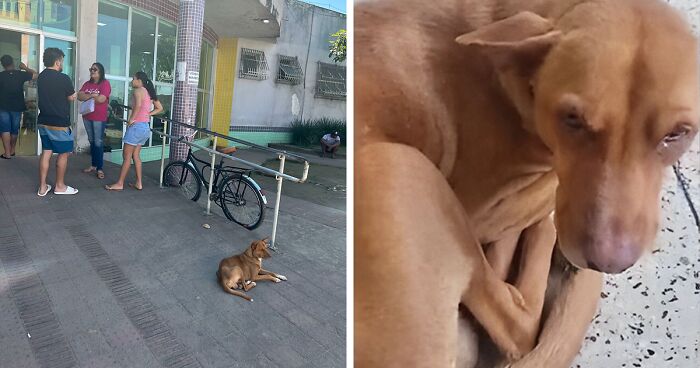 This Loyal Dog Waited 9 Days At The ICU Door For His Beloved Owner