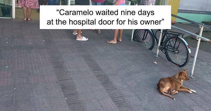 Meet Caramelo, A Loyal Dog Who Waited 9 Days For His Owner At The Hospital Door