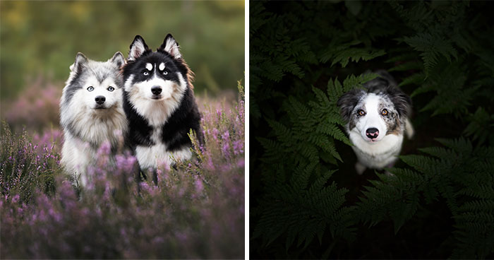 Throughout My Career As A Dog Photographer I’ve Met A Lot Of Wonderful Four-Legged Models, Here Are My Favorite Pictures (24 New Pics)