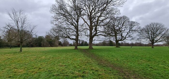 Despite Having An Entire Field, Everyone Walks Between The Trees