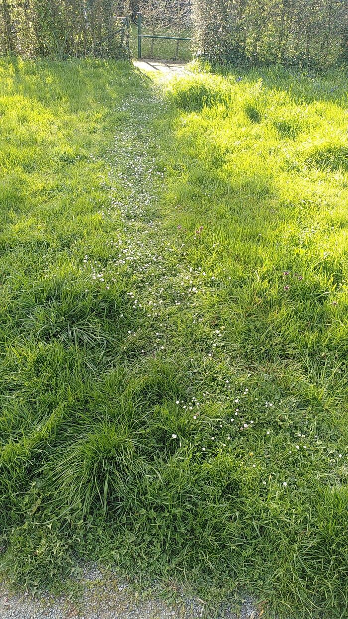 Flower Desire Path