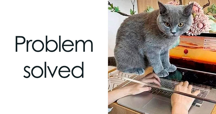 50 Hilarious Cat Memes That Capture Feline Attitude Perfectly, Courtesy Of This FB Page (New Pics)