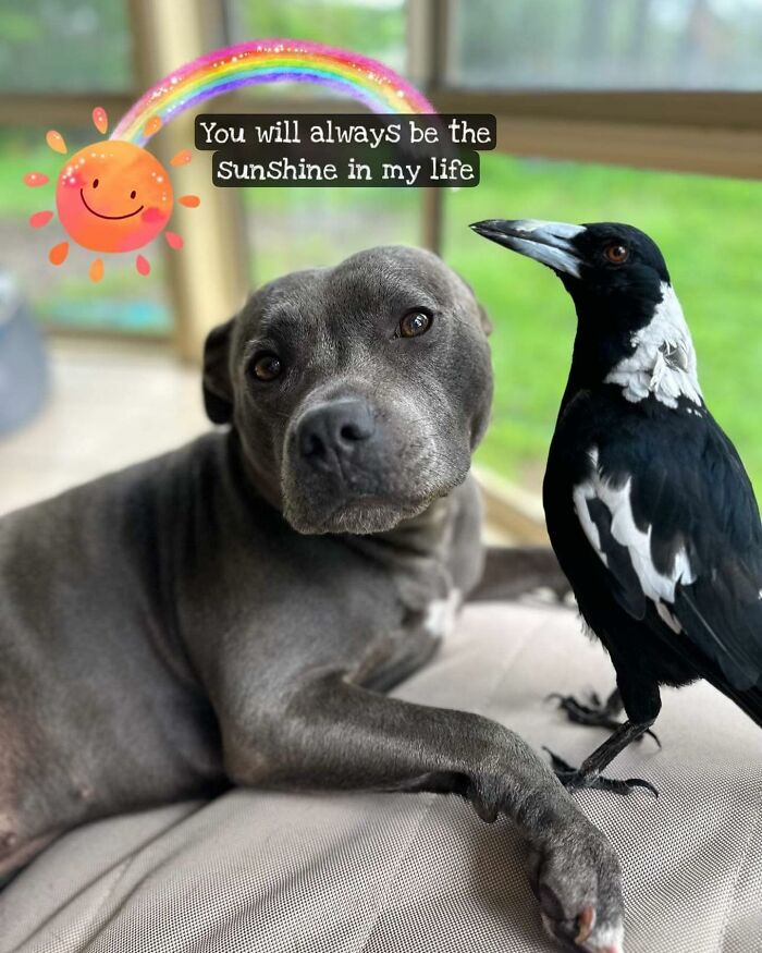 New Legal Battle Threatens To Separate Molly, The Famous Magpie, From Its Doggy Best Friend