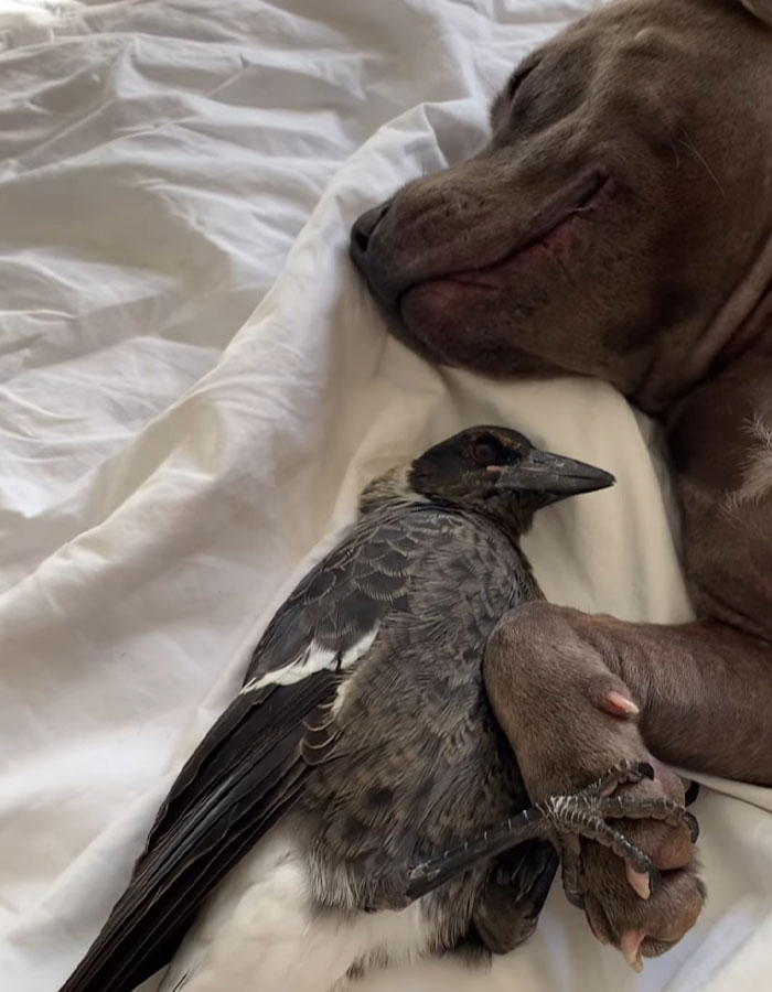 New Legal Battle Threatens To Separate Molly, The Famous Magpie, From Its Doggy Best Friend