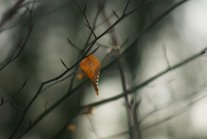 A Lonely Leaf