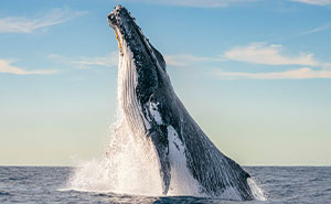 The Winners And Finalists Of The Ocean Photographer Of The Year Awards 2024 Have Been Announced