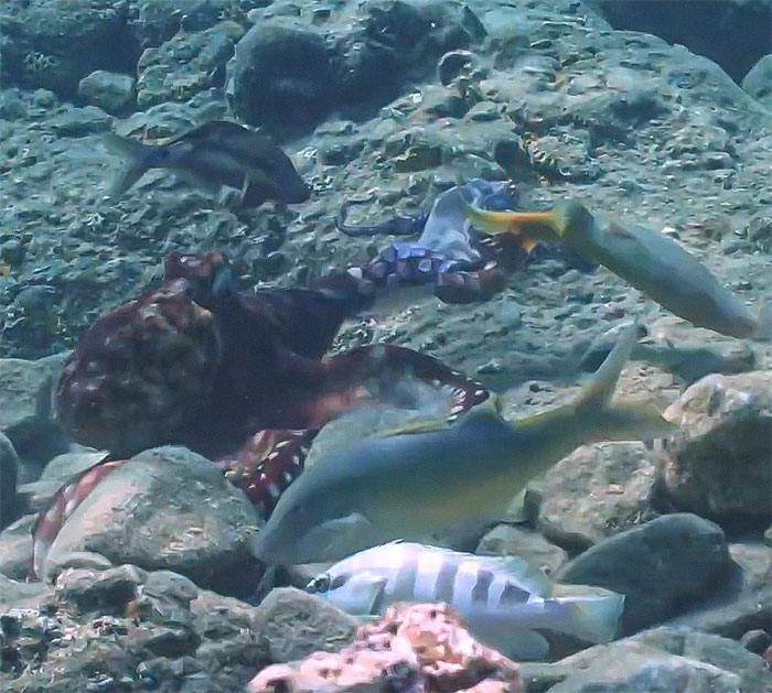 Rare Video Shows Octopuses Punching Their Lazy Fish Partners While Out Hunting Together